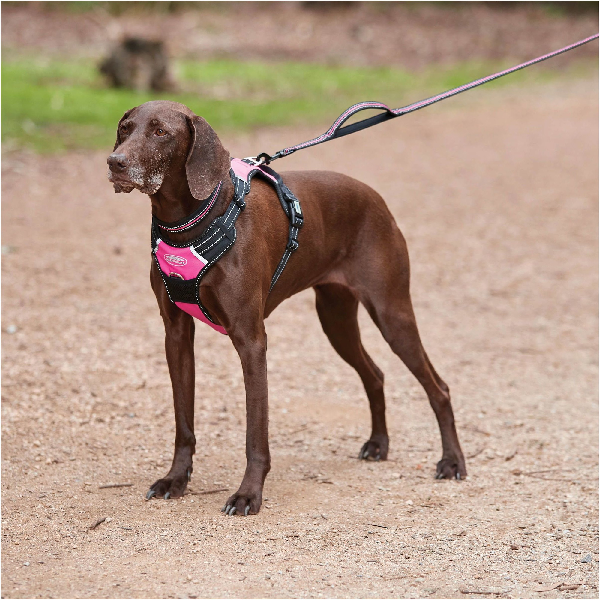 Weatherbeeta Anti Pull / Traveling Harness 1003617 - Pink